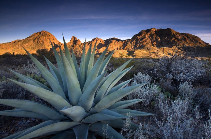 Mezcal / Tequila Guide